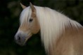 /album/fotogalerie/haflinger-nepomuk-01-1-jpg/